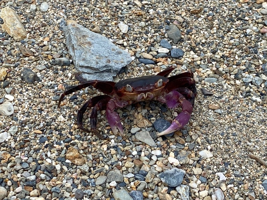 沖縄県　ムラサキオオガニ