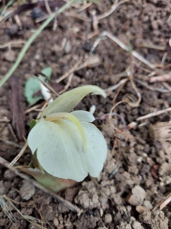 家庭菜園の花(ミョウガ🌼)