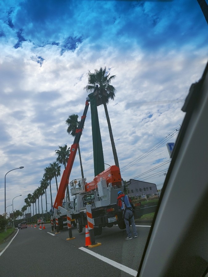 宮崎のシンボル🌴植え替え工事中(-.-)