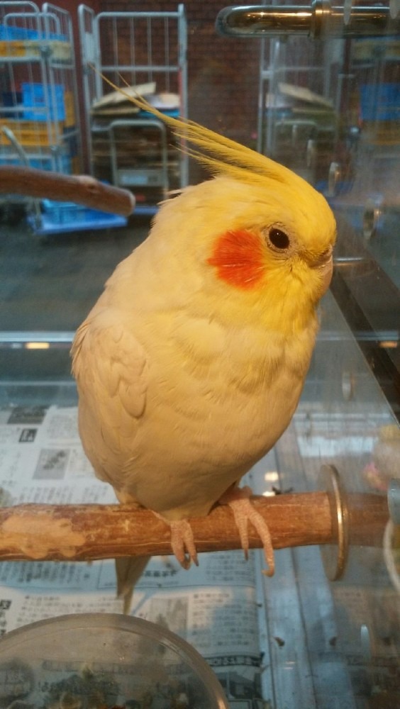 鳥カフェ①