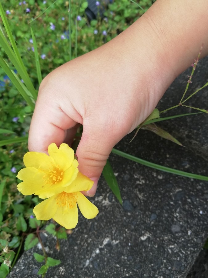 🍀花🏵️