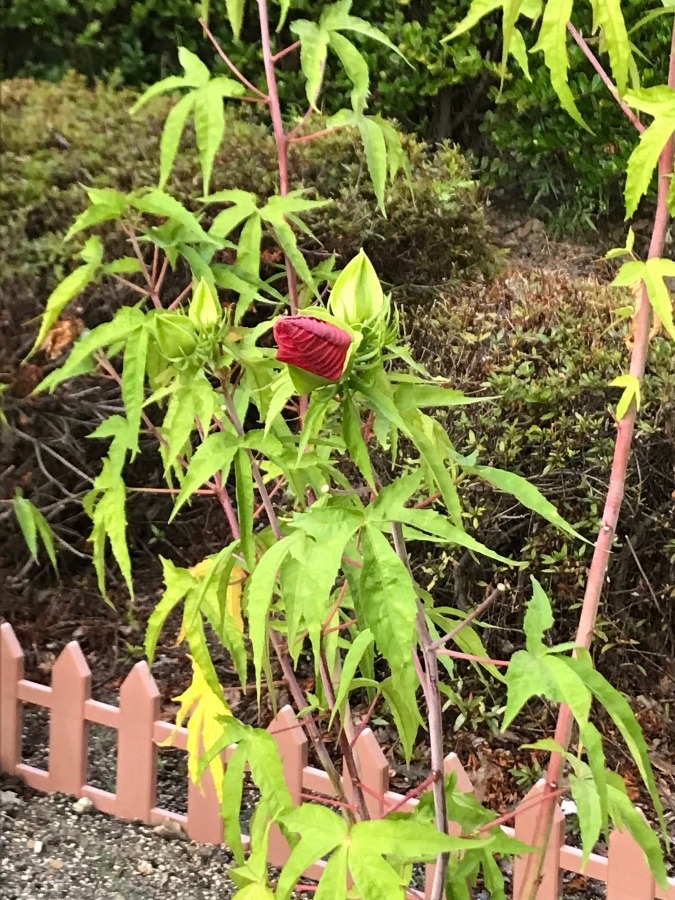 タイタンビカスの蕾💕