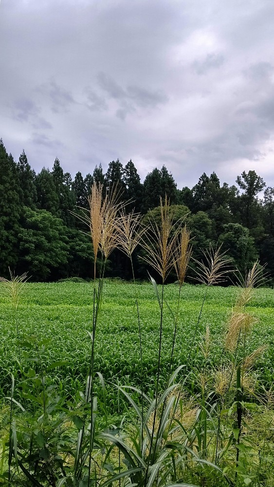 秋ですね🎑