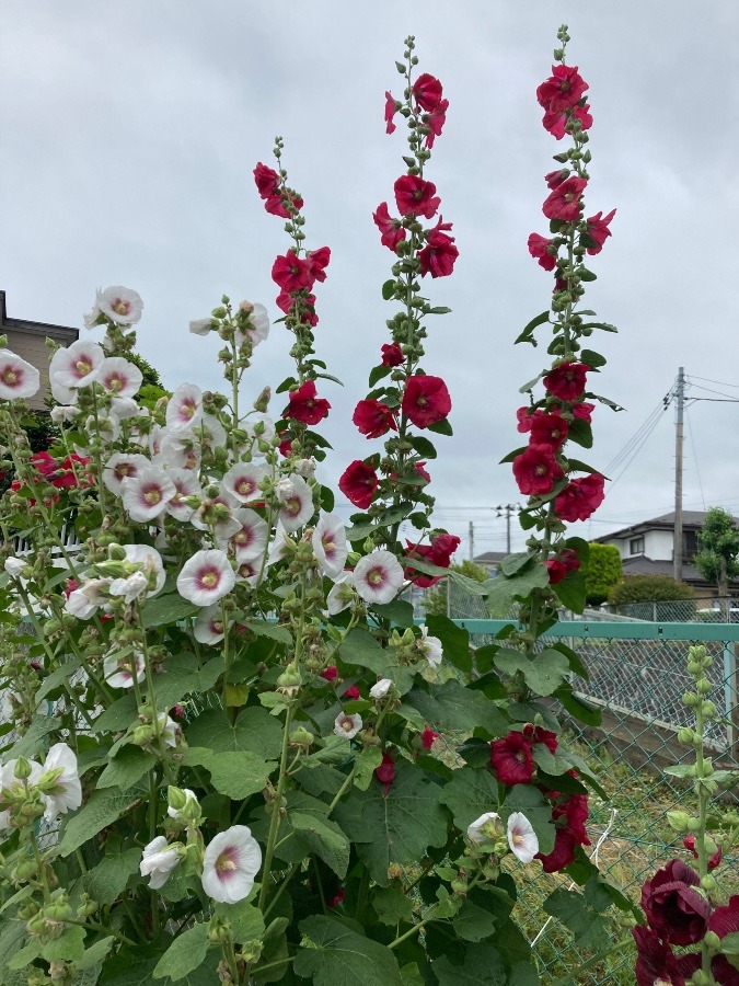 赤い花も有ります。夏の花^_^