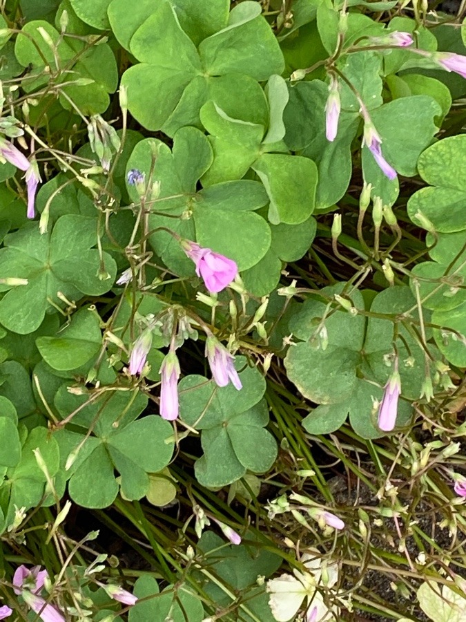 花🌸🌸🌸