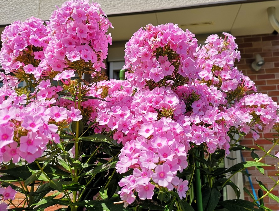 斜向かいのお家の花❤️パート２