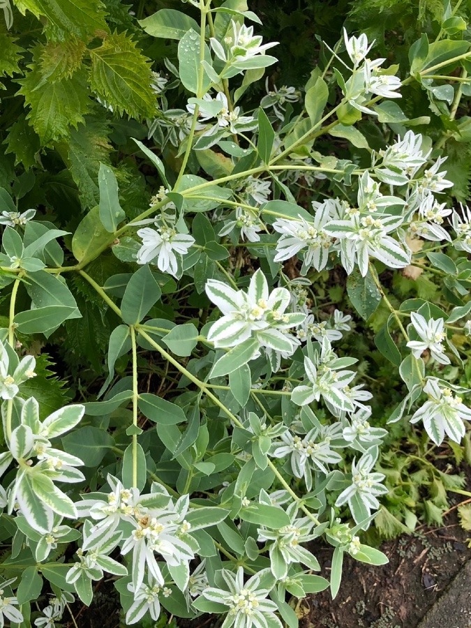 🍃華やかな葉っぱ(^O^)