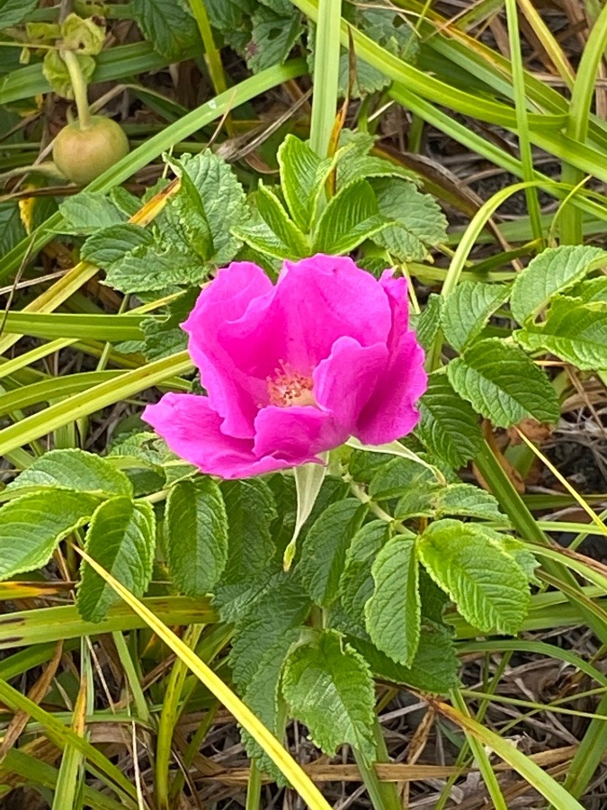 ハマナスの花