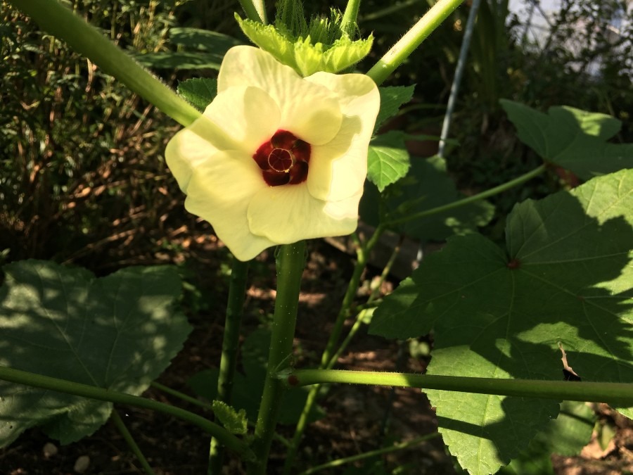 オクラの花が咲いてました。