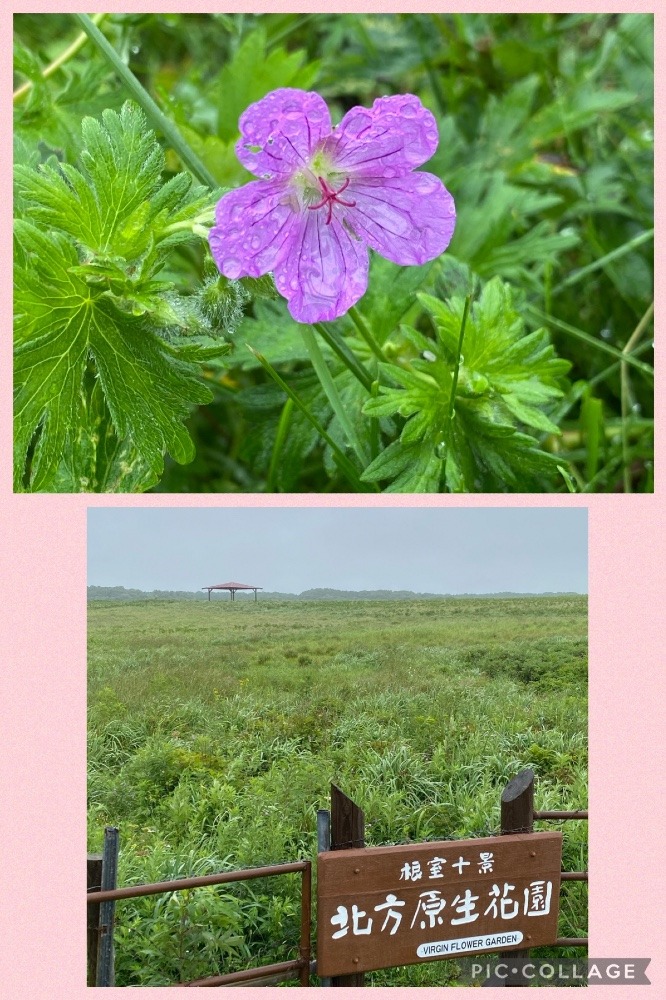 花倶楽部エゾフウロ