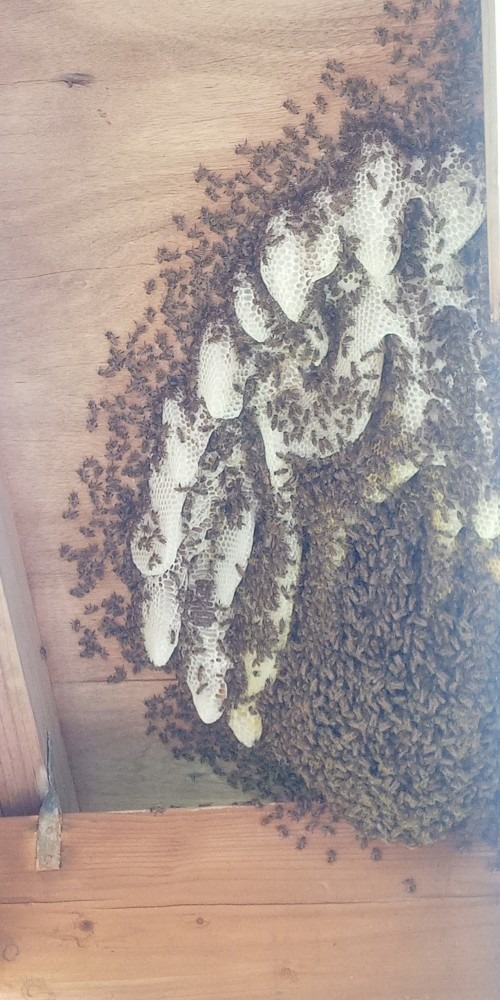 無防備なみつばち🐝（その後）