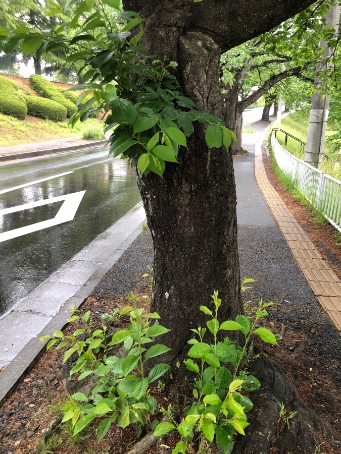 雨上がりの散歩道癒しの緑^_^