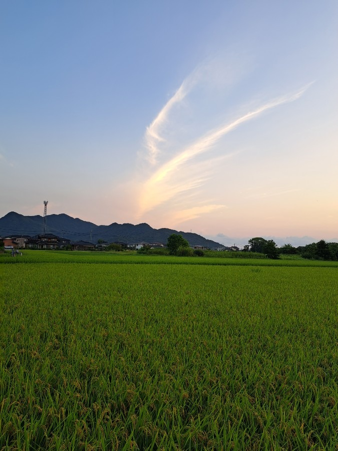 散歩の風景　飛翔