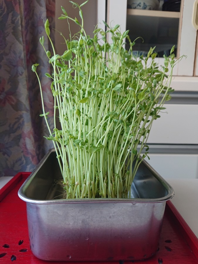 豆苗「その後」