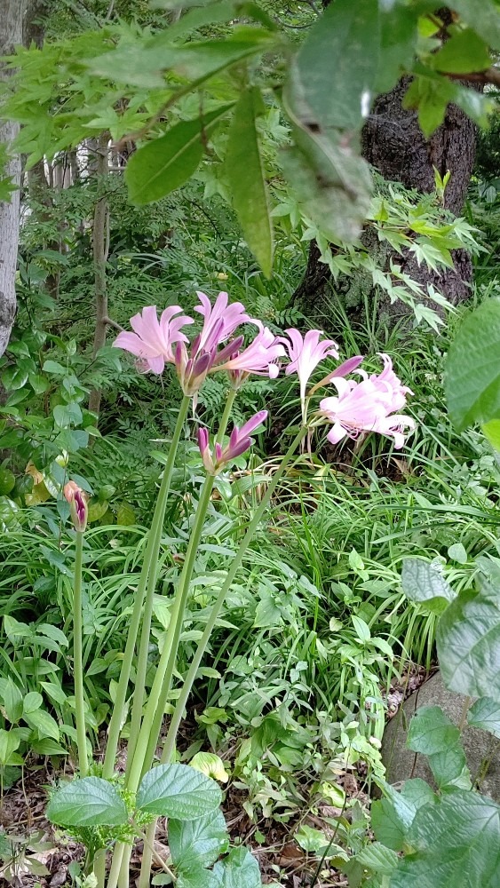 夏水仙の花❣️