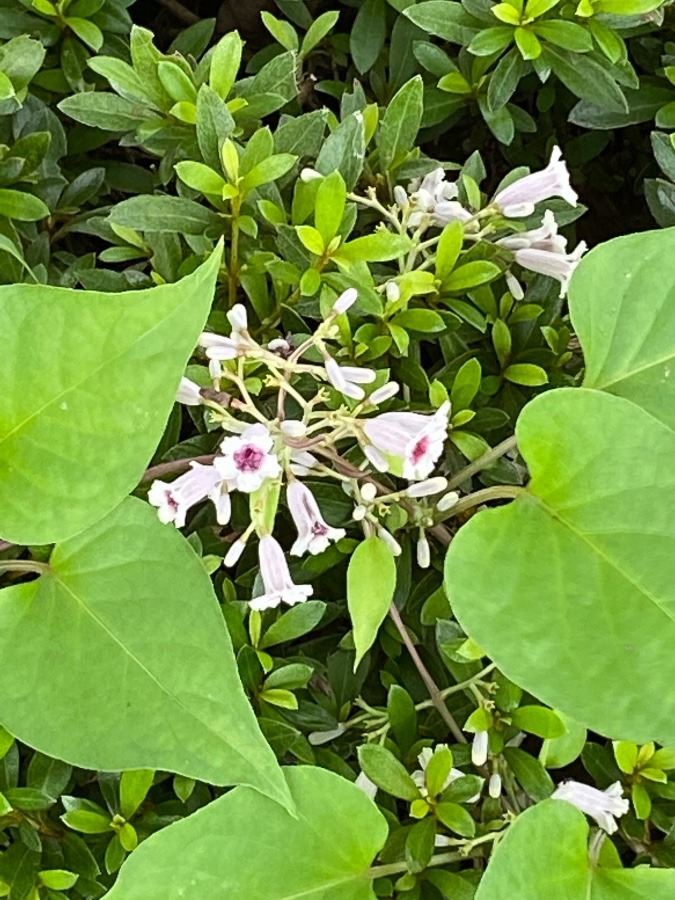 散歩コースの花🌸🌸🌸