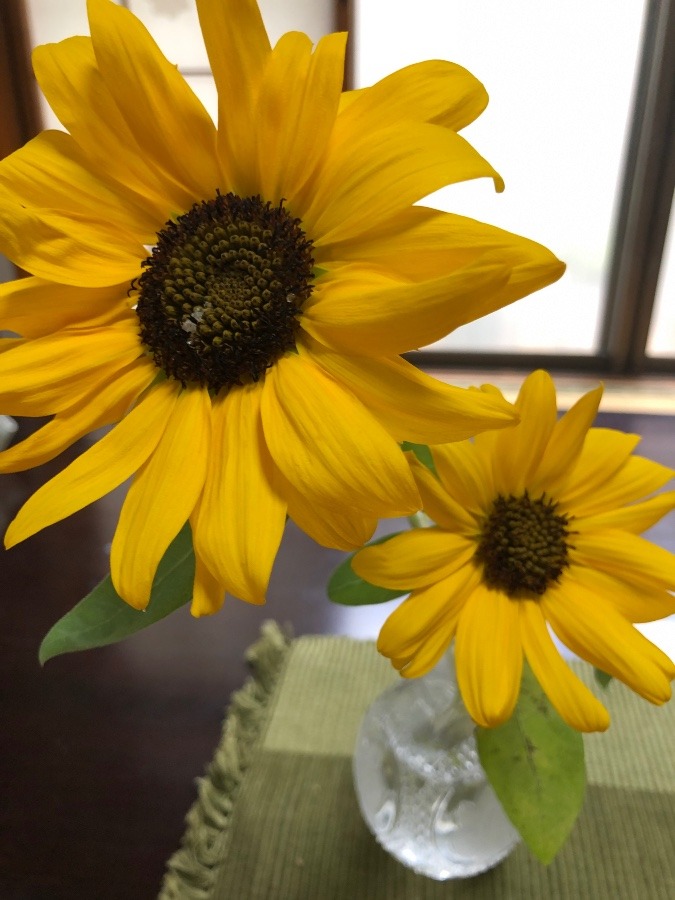 大きくなってる❗️🌻🌻