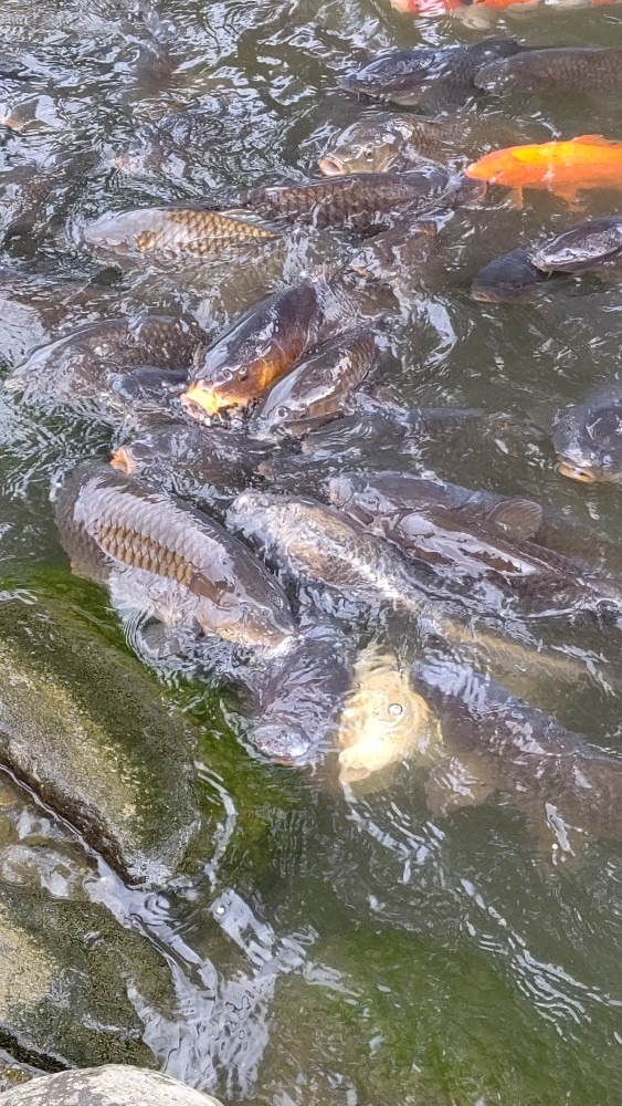 あゆ茶屋の池🐟