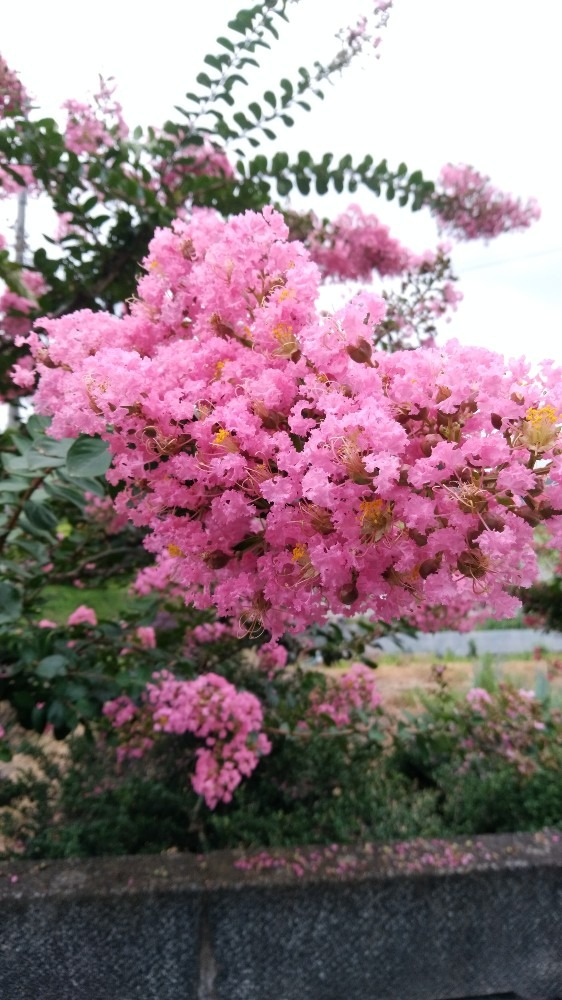 さるすべりの花