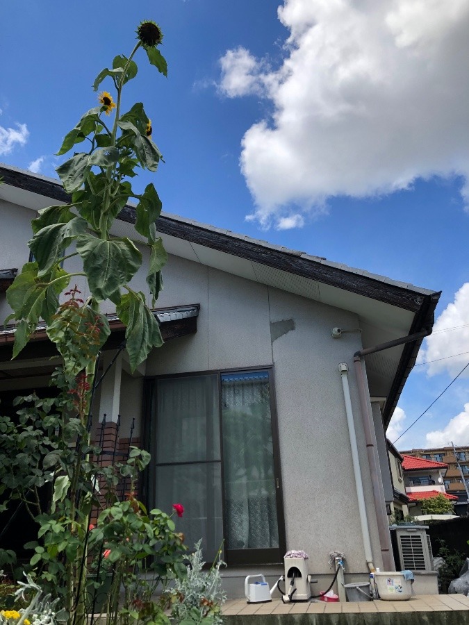 空と雲と　ノッポのひまわり🌻