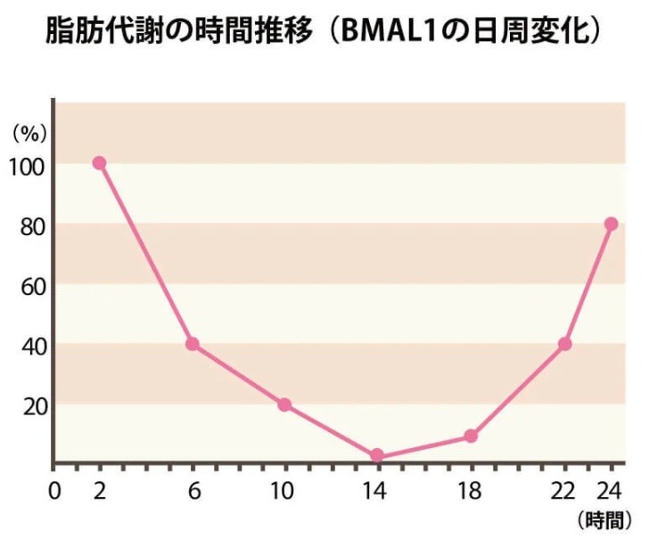 12.BMAL1と言うタンパク質