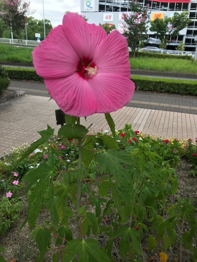 今日のタイタンビカス💕