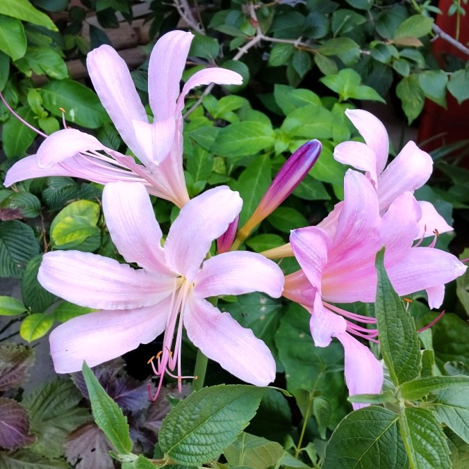 今日から８月・・夏の花💮🌿