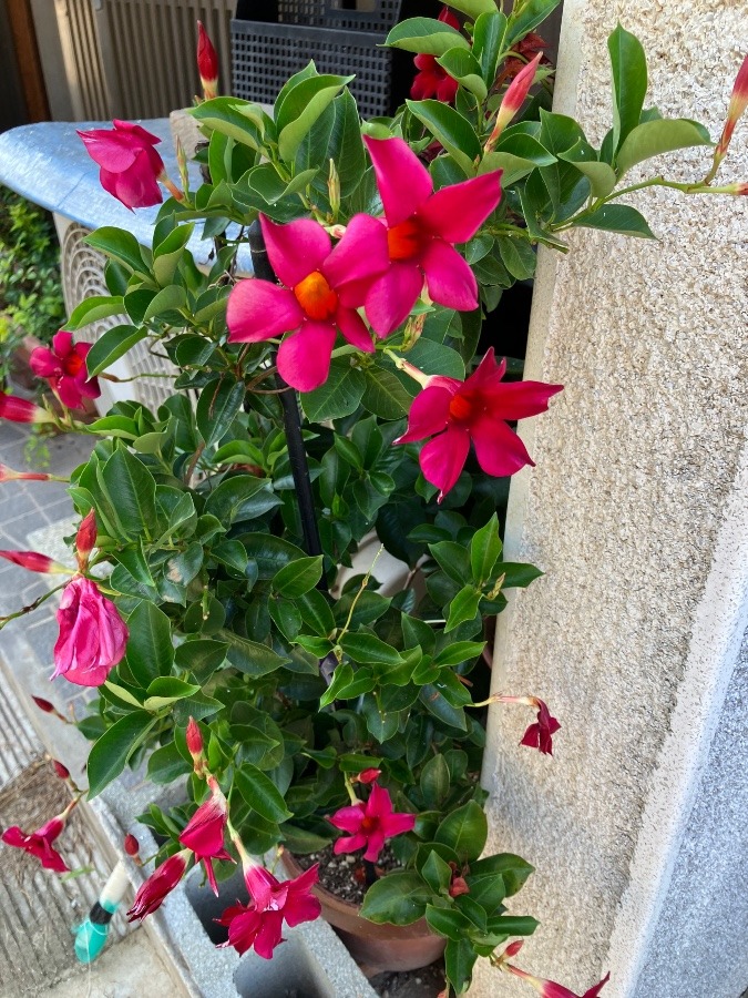 ✨お友達宅の玄関前のお花✨