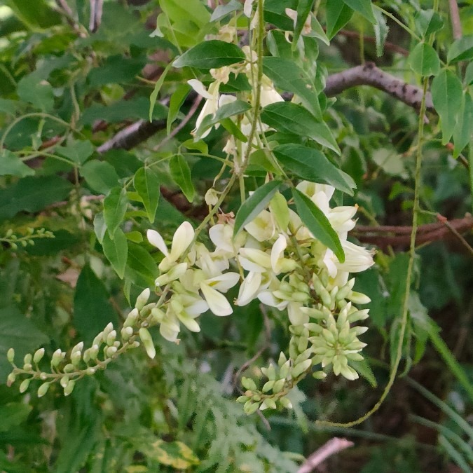 ナツフジの花