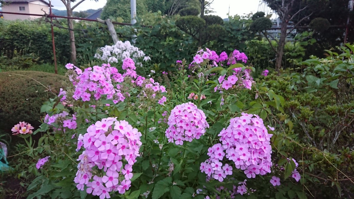 母の好きな庭の花🌸