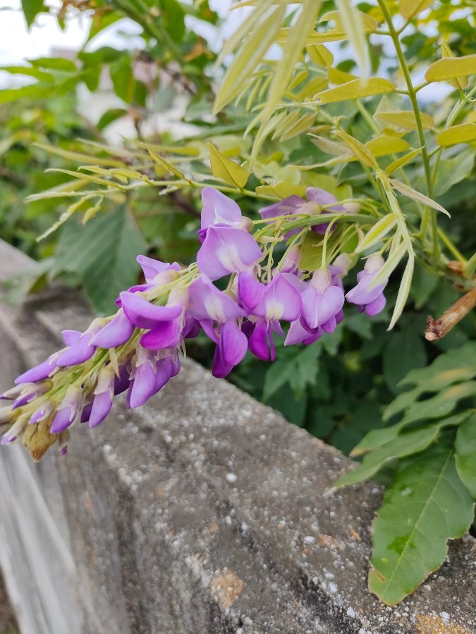 夏に咲いた藤の花