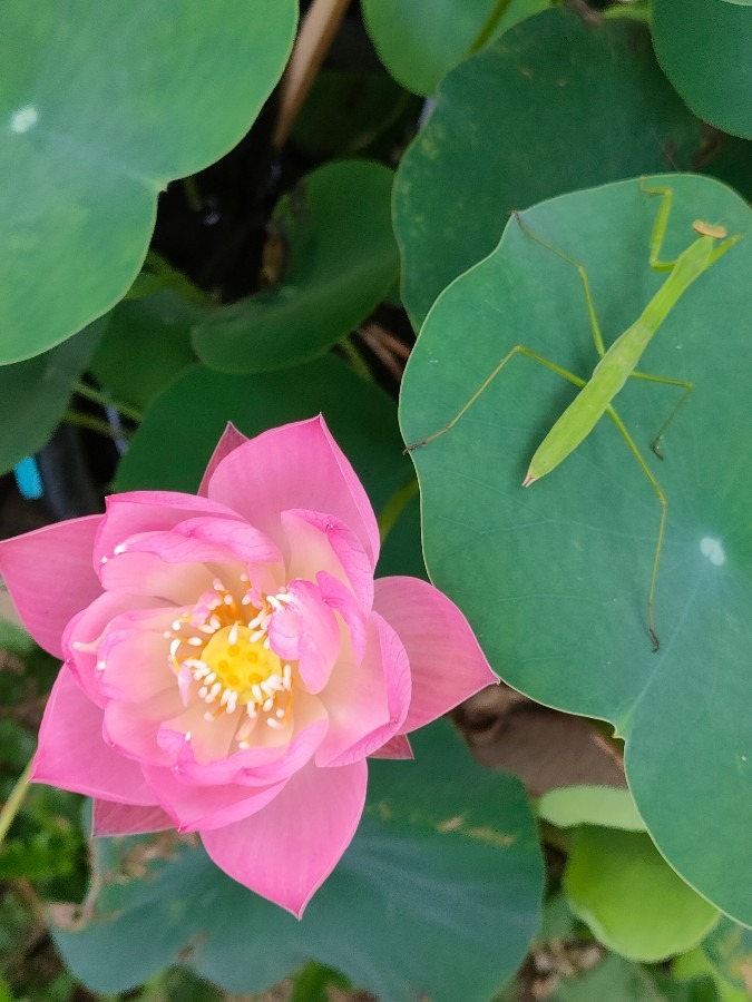 睡蓮とカマキリ