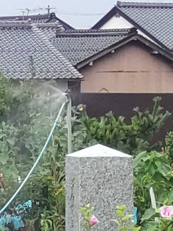 雨の中の散水(笑)