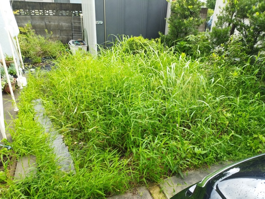 お庭の除草作業😄❗　【before】