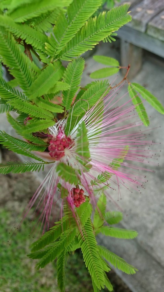 ネムノ木の花