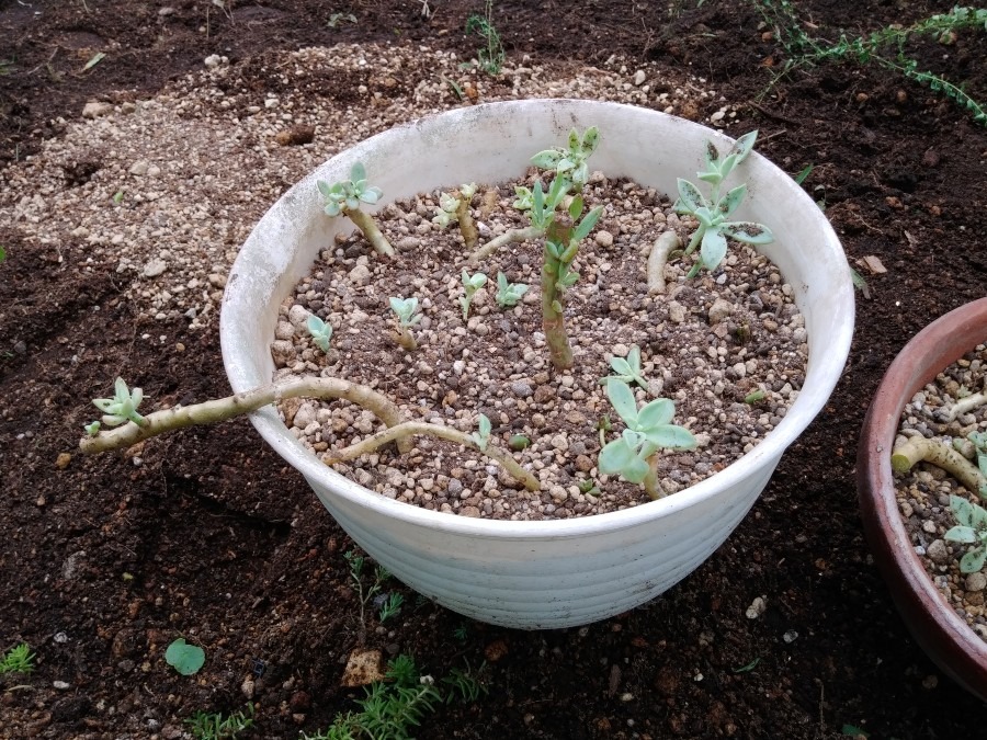 お庭の除草作業😄❗　まさか🌱😨❗⑤