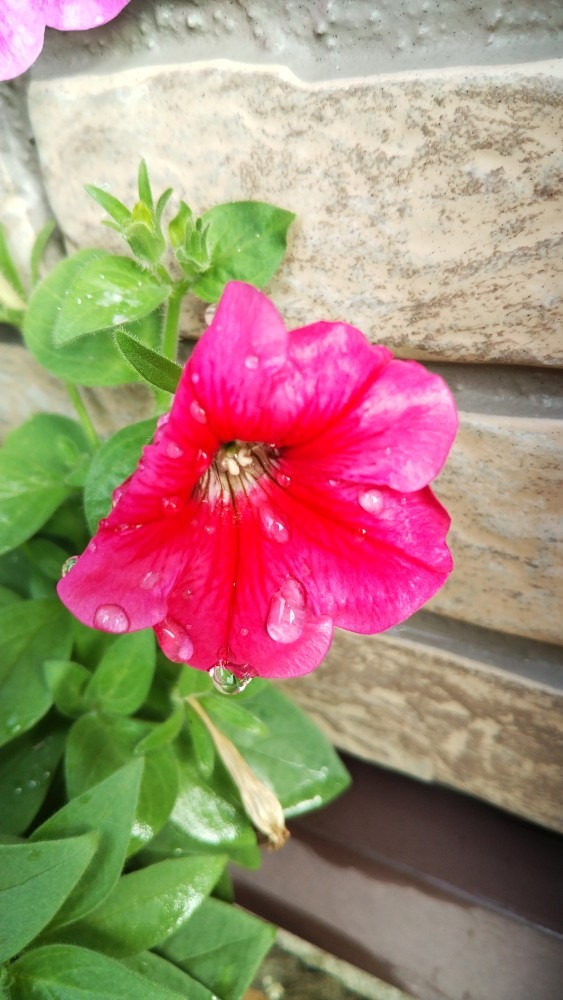 ピンクのお花です！