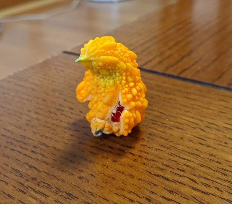 何に見えるだろう^_^