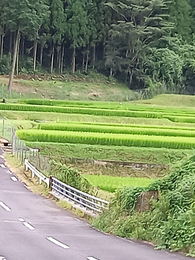 近くの田んぼ