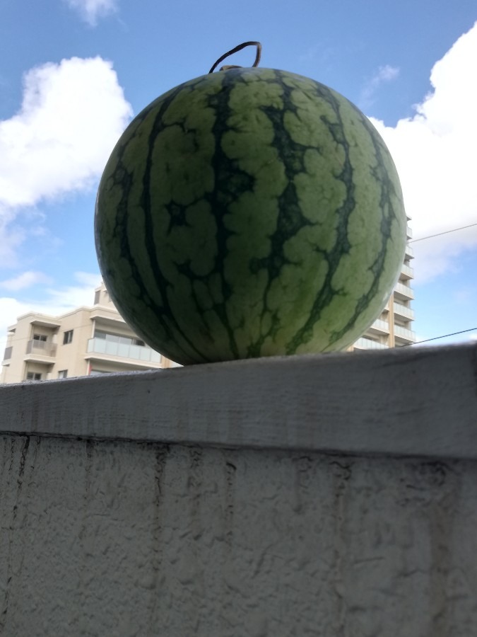 🍉🍉スイカ🍉