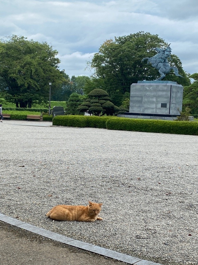 猫と最上義光像🐈🐈🐈