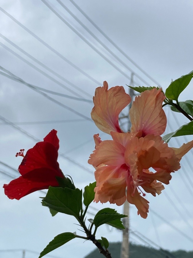 一瞬の雨