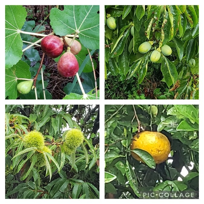 川の土手下の生（な）り物たち🌰🍊