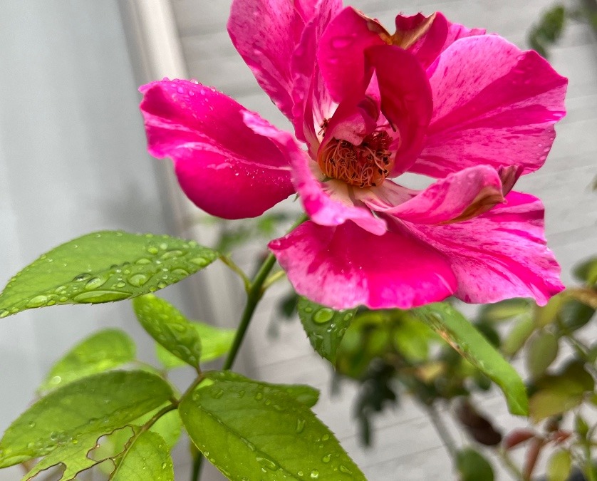 雨が降ってる