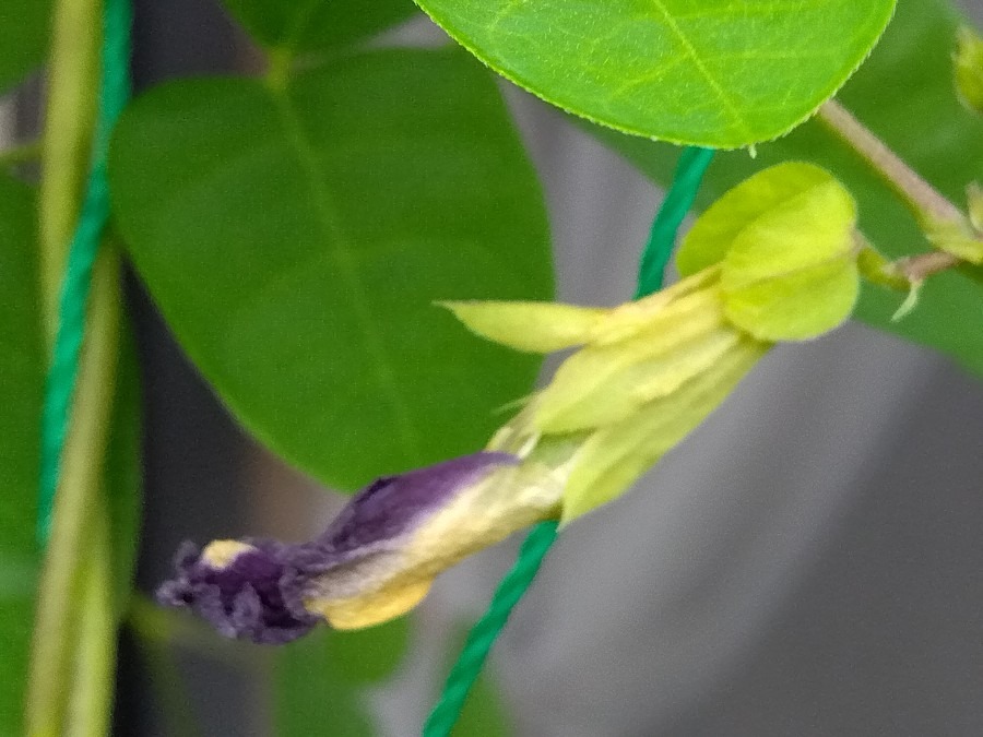 花は１日で萎みます💜