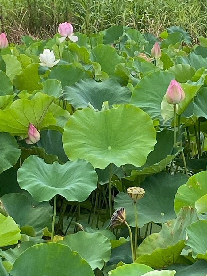 お寺の池