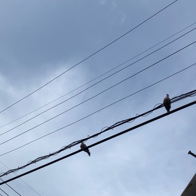 つがいだろうな〜鳩