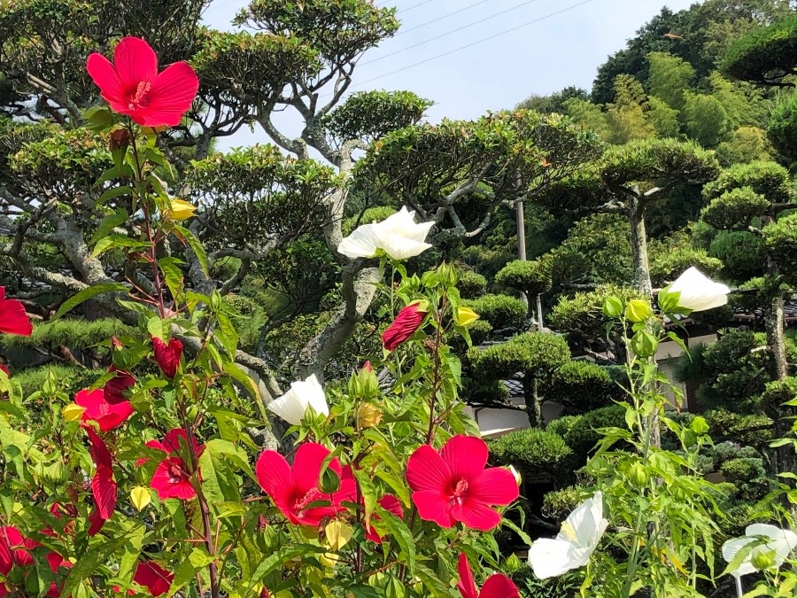 夏を惜しむ🌺