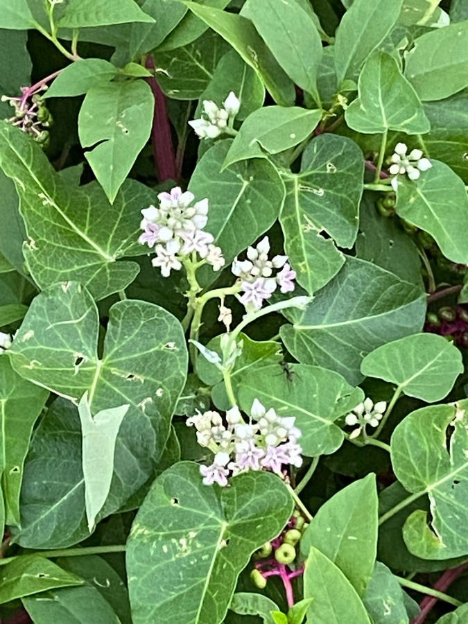 花🌸🌸🌸