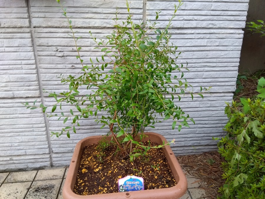 ビルベリーの苗植えました🌿